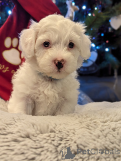 Photo №2 to announcement № 83627 for the sale of maltese dog - buy in United States private announcement