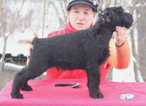 Additional photos: Giant Schnauzer puppies of black color