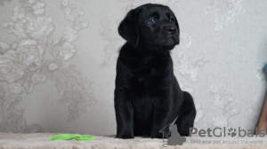 Photo №1. labrador retriever - for sale in the city of Volgograd | 651$ | Announcement № 106970