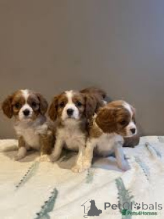 Photo №1. cavalier king charles spaniel - for sale in the city of Manchester | 723$ | Announcement № 165708