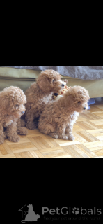 Photo №2 to announcement № 145001 for the sale of poodle (toy) - buy in Switzerland private announcement