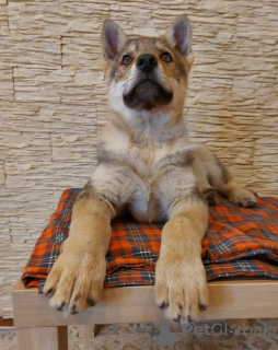 Photo №3. Czechoslovakian wolfdog. Belarus