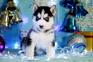 Photo №3. Funny and funny friends are looking for their owners. Russian Federation