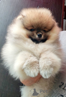 Photo №3. Baby Yorkshire puppy. Finland