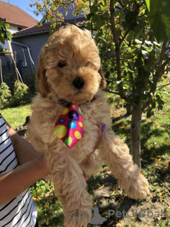 Additional photos: Apricot MEDIUM POODLE puppy