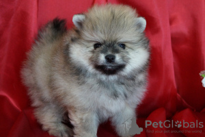 Photo №1. pomeranian - for sale in the city of Москва | 456$ | Announcement № 40737