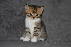 Photo №2 to announcement № 151916 for the sale of scottish fold - buy in Poland private announcement