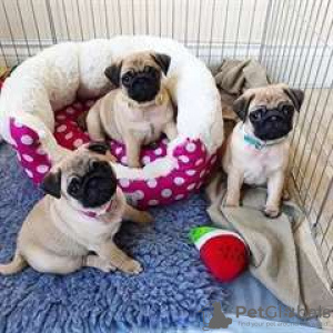 Photo №1. pug - for sale in the city of Aubervilliers | 201$ | Announcement № 26249
