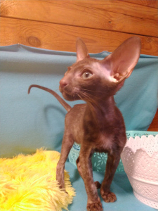Photo №1. oriental shorthair - for sale in the city of Москва | 651$ | Announcement № 4814