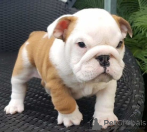 Photo №1. english bulldog - for sale in the city of Гамбург | 264$ | Announcement № 124490