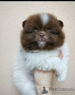 Photo №2 to announcement № 10379 for the sale of pomeranian - buy in Turkey private announcement, breeder