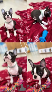 Photo №1. boston terrier - for sale in the city of Surčin | negotiated | Announcement № 94430