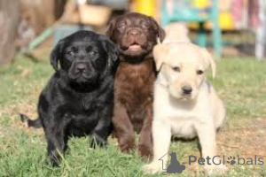 Photo №2 to announcement № 167082 for the sale of labrador retriever - buy in Belgium private announcement, breeder