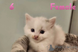 Photo №4. I will sell ragdoll in the city of Vienna. private announcement, from nursery - price - Is free