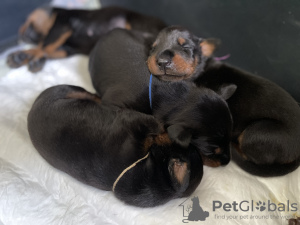 Photo №2 to announcement № 50110 for the sale of dobermann - buy in Latvia from nursery