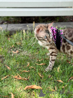 Photo №3. Adorable Bengal Kittens for adoption. Switzerland