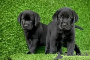Photo №1. labrador retriever - for sale in the city of Paris | 723$ | Announcement № 163164