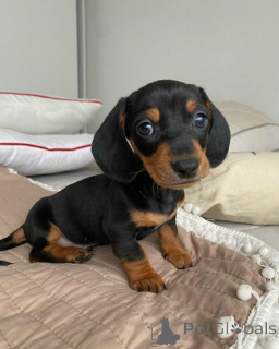 Photo №1. dachshund - for sale in the city of Rorschach | negotiated | Announcement № 168396