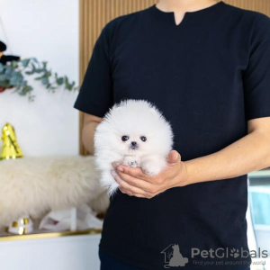 Photo №2 to announcement № 81868 for the sale of pomeranian - buy in Poland private announcement