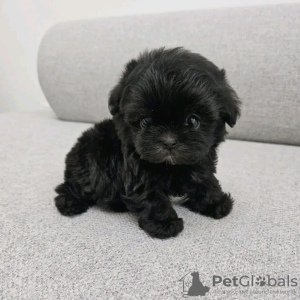 Photo №2 to announcement № 127662 for the sale of poodle (toy) - buy in Finland private announcement, breeder