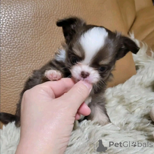 Photo №4. I will sell chihuahua in the city of Helsinki. private announcement, breeder - price - 465$