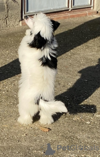 Photo №4. I will sell chinese crested dog in the city of Belgrade. breeder - price - negotiated