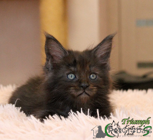 Photo №1. maine coon - for sale in the city of St. Petersburg | 747$ | Announcement № 8713