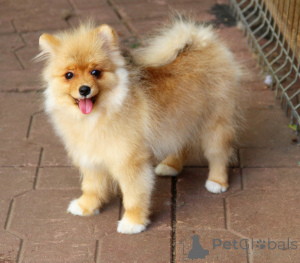 Photo №3. Svetlana Nikolaevna Kuznetsova. Russian Federation