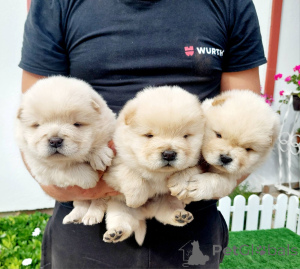 Photo №4. I will sell chow chow in the city of Sombor.  - price - negotiated