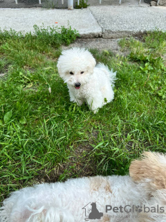 Photo №3. Hypoallergenic Bichon Frize puppies. Turkey