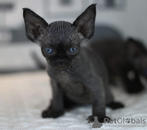 Photo №2 to announcement № 133260 for the sale of devon rex - buy in Germany private announcement