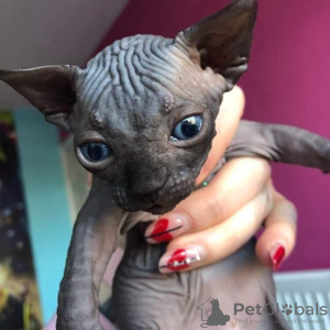 Photo №1. sphynx cat - for sale in the city of Лумийоки | 454$ | Announcement № 84185