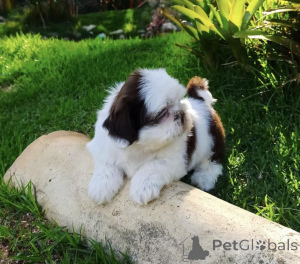 Photo №1. shih tzu - for sale in the city of Flensburg | 329$ | Announcement № 142822