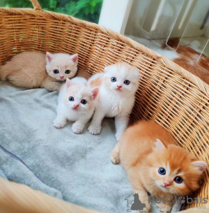 Photo №1. persian cat - for sale in the city of Helsinki | negotiated | Announcement № 117922