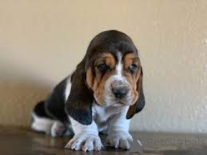 Photo №1. basset hound - for sale in the city of Аугсбург | negotiated | Announcement № 136770
