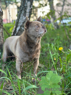 Photo №2 to announcement № 105208 for the sale of chihuahua - buy in Germany breeder