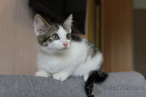 Additional photos: A charming tabby kitten boy is looking for a home and a loving family!