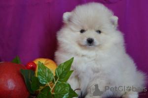 Additional photos: Pomeranian female