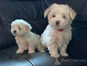 Photo №1. maltese dog - for sale in the city of Stockholm | 380$ | Announcement № 17163