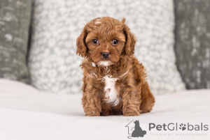 Photo №1. labradoodle - for sale in the city of Arachova | negotiated | Announcement № 155611
