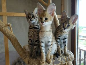Photo №2 to announcement № 169483 for the sale of savannah cat - buy in Finland breeder
