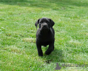 Additional photos: Boerboel (South African Mastiff) puppies