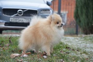 Photo №4. I will sell pomeranian in the city of Moscow. from nursery, breeder - price - 1039$