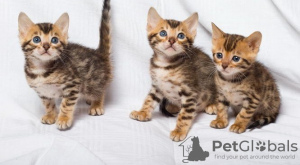 Photo №1. bengal cat - for sale in the city of Hannover | negotiated | Announcement № 129014