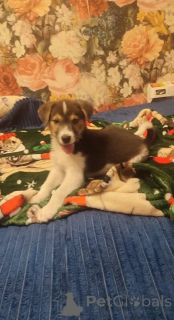 Photo №2 to announcement № 153727 for the sale of non-pedigree dogs - buy in Russian Federation private announcement