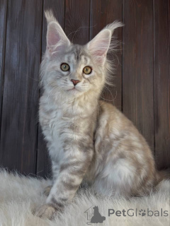Photo №1. maine coon - for sale in the city of Alabama | 1$ | Announcement № 161198