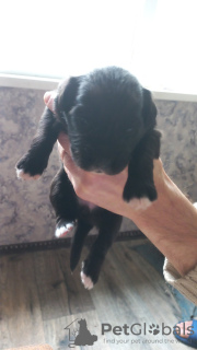 Photo №1. labrador retriever - for sale in the city of Minsk | negotiated | Announcement № 94221