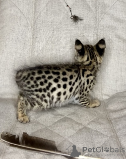 Photo №4. I will sell savannah cat in the city of Москва. from nursery - price - 12418$