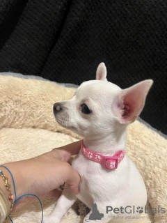 Photo №1. chihuahua - for sale in the city of Greenville | 350$ | Announcement № 84076