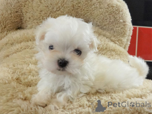 Photo №1. maltese dog - for sale in the city of Bergkamen | negotiated | Announcement № 168279
